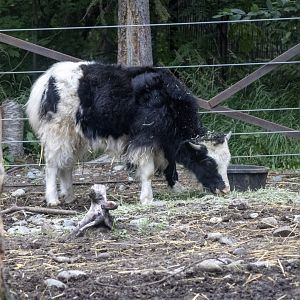 Domestic Yak