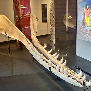 Sperm Whale (Jawbone)
