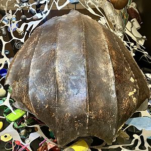 Leatherback Sea Turtle (Shell)