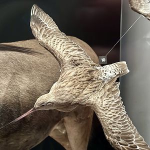 Bar-tailed godwit (Limosa lapponica)