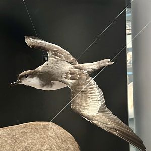 Buller's shearwater (Ardenna bulleri)