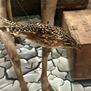 Long-tailed cuckoo (Urodynamis taitensis)