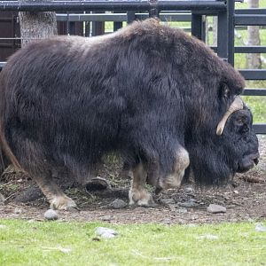 Musk Ox