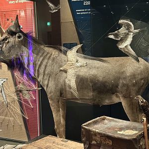 Blue wildebeest (Connochaetes taurinus)