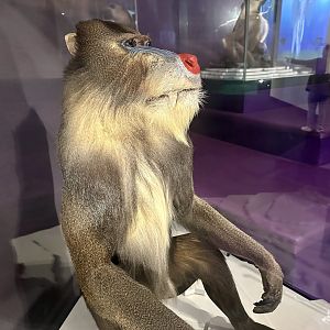 Mandrill (Mandrillus sphinx)