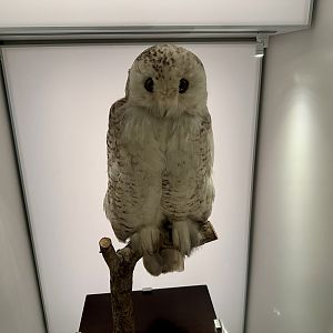 Snowy owl (Nyctea scandiaca)