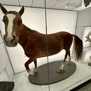 Horse (Equus ferus caballus)