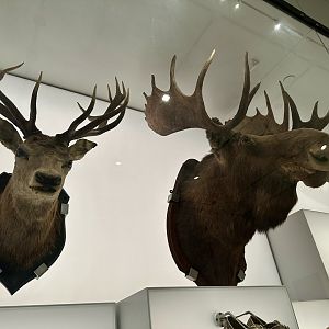 Red Deer/Moose
