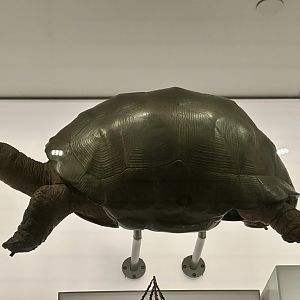 Aldabra giant tortoise (Aldabrachelys gigantea)