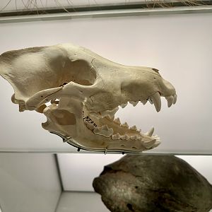 Gray Wolf (Skull)