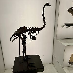 Eastern Moa (Skeleton)