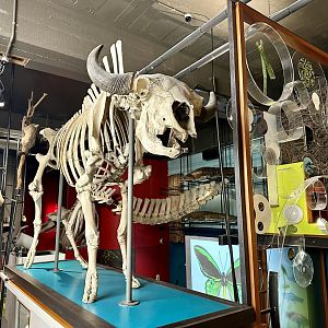 African Buffalo (Skeleton)