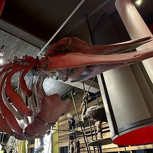 Minke Whale (Skeleton)