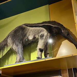 Giant anteater (Myrmecophaga tridactyla)