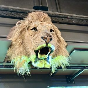 African lion (Panthera leo)