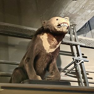 Sun bear (Helarctos malayanus)