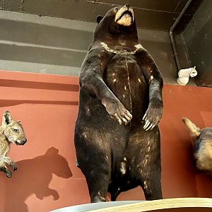 Asian black bear (Ursus thibetanus)