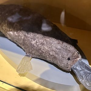 Platypus (Ornithorhynchus anatinus)
