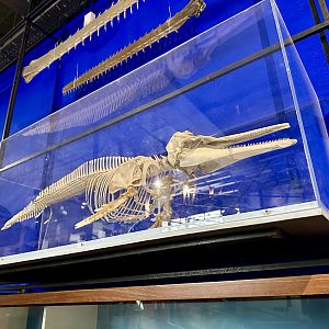 Common Dolphin (Skeleton)