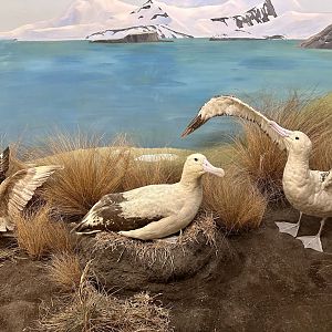 Brown skua/Wandering albatross