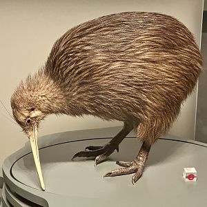 North Island brown kiwi (Apteryx mantelli)