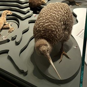 Great spotted kiwi (Apteryx maxima)