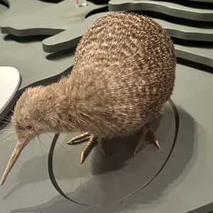 Little spotted kiwi (Apteryx owenii)