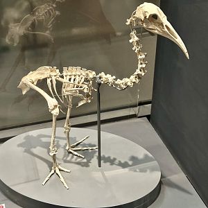 Hawkins’ rail (Skeleton)