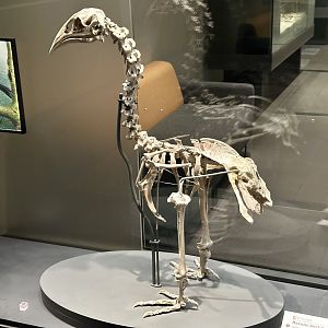 South Island adzebill (Skeleton)
