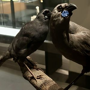 North Island kōkako (Callaeas wilsoni)