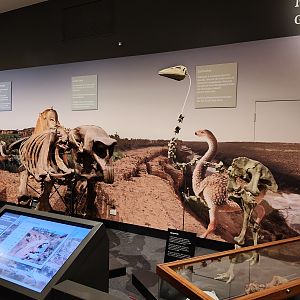 Megafauna display - Diprotodon and Genyornis