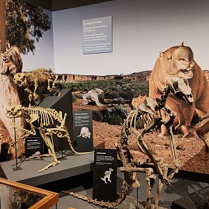 Megafauna display - Protemnodon, Sthenurus, and Thylacoleo