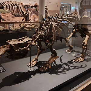 Megafauna display - the giant wombat Phascolonus