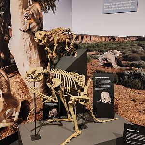 Megafauna display - Sthenurus and Thylacoleo