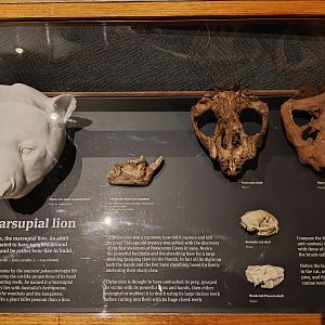 Megafauna display - Thylacoleo