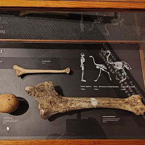Megafauna display - Genyornis