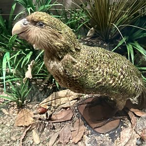 Kakapo (Strigops habroptilus)