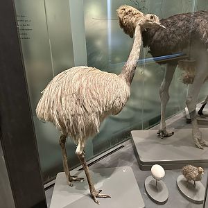 Greater rhea (Rhea americana)