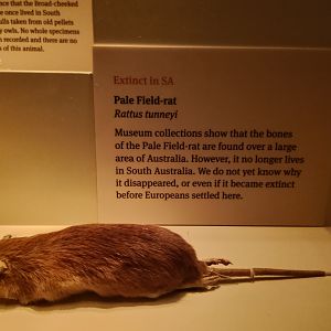 Pale Field Rat (Rattus tunneyi)