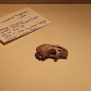 Broad-cheeked Hopping Mouse (Notomys robustus)