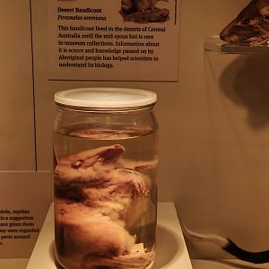 Desert Bandicoot (Perameles eremiana)