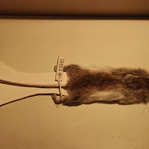 Shark Bay Mouse (Pseudomys fieldi)