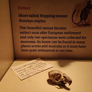 Short-tailed Hopping Mouse (Notomys amplus)