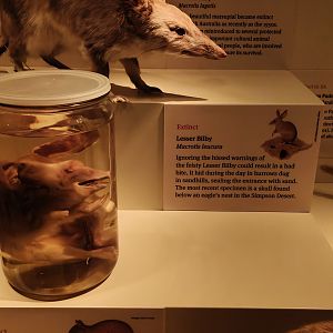 Lesser Bilby (Macrotis leucura)