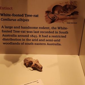 White-footed Tree Rat (Conilurus albipes)