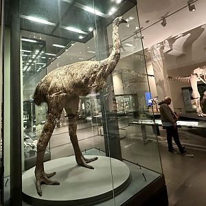 South Island Giant Moa (Reconstruction)