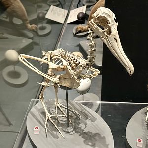 Black-browed Albatross (Skeleton)
