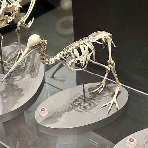 Little Spotted Kiwi (Skeleton)