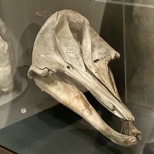 Beaked Whale (Skull)
