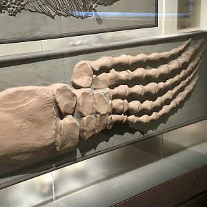 Plesiosaur Paddle Bone